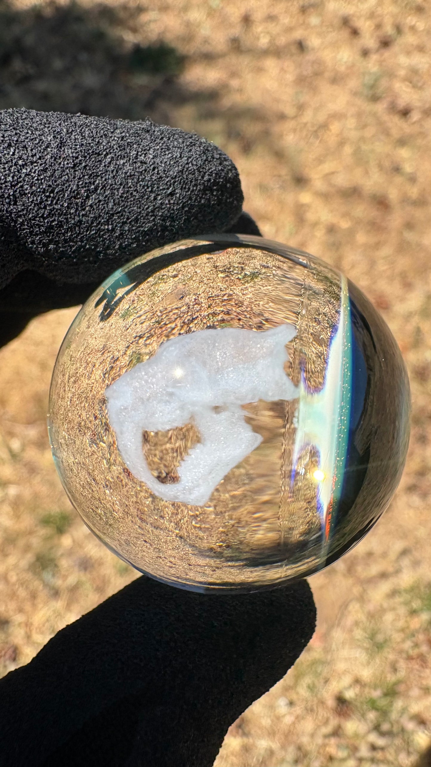 Saber Tooth Skull Cosmic Object #4 (39.6mm/1.5")